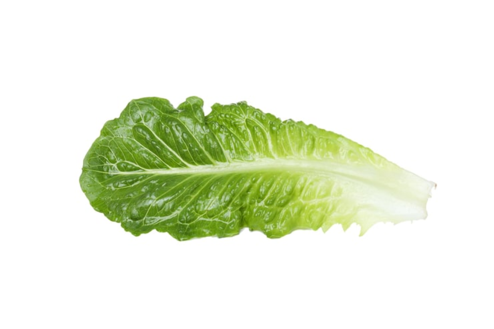FRESHLY RUBIRI LETTUCE 150G
